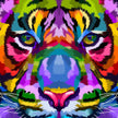 Tigru multicolorat