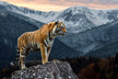 Tigrul pe varful muntelui