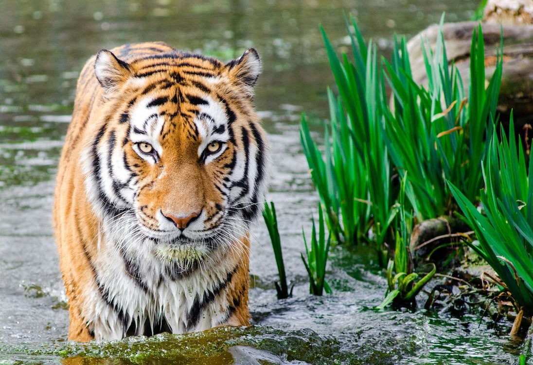 Tigru la baie