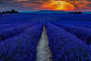 Lavanda 3