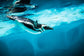 Pinguin