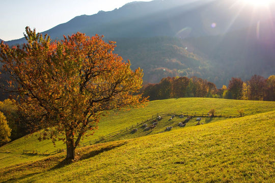 Dimineti colorate 2 - Magura, Brasov