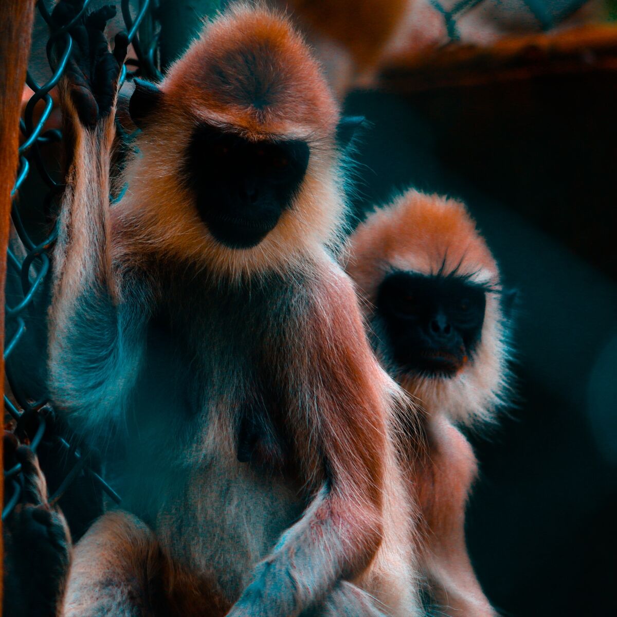 Maimute mascate