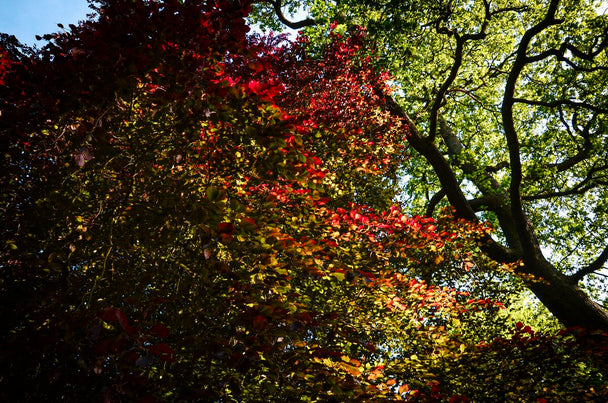 Culorile de sub pom, Oxford, Anglia 30.05.2021