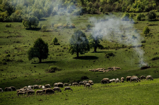  La păscut, Arcalia, jud. Bistrița-Năsăud