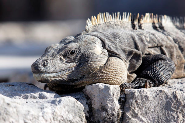 Iguana