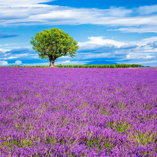 Tablou Canvas - Camp de Lavanda 2