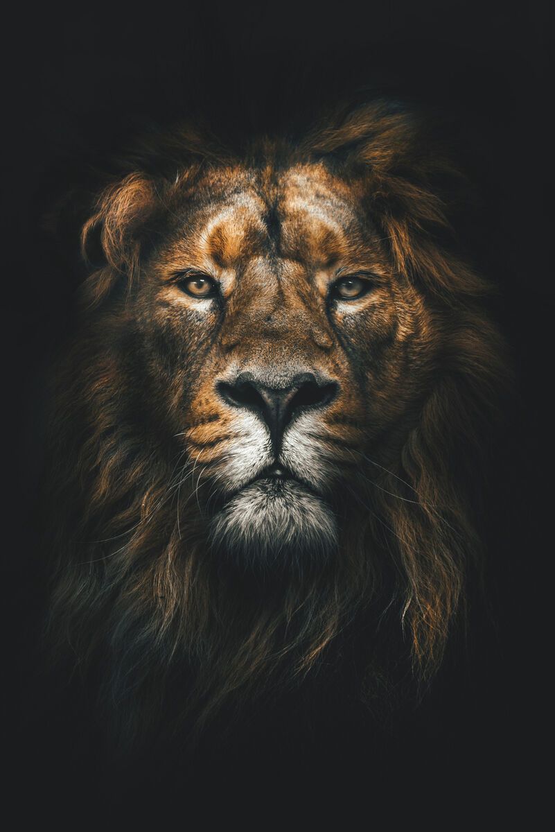 Tablou canvas - Lion portrait