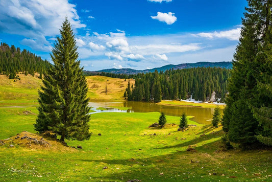 Poiana Ponor, Padis