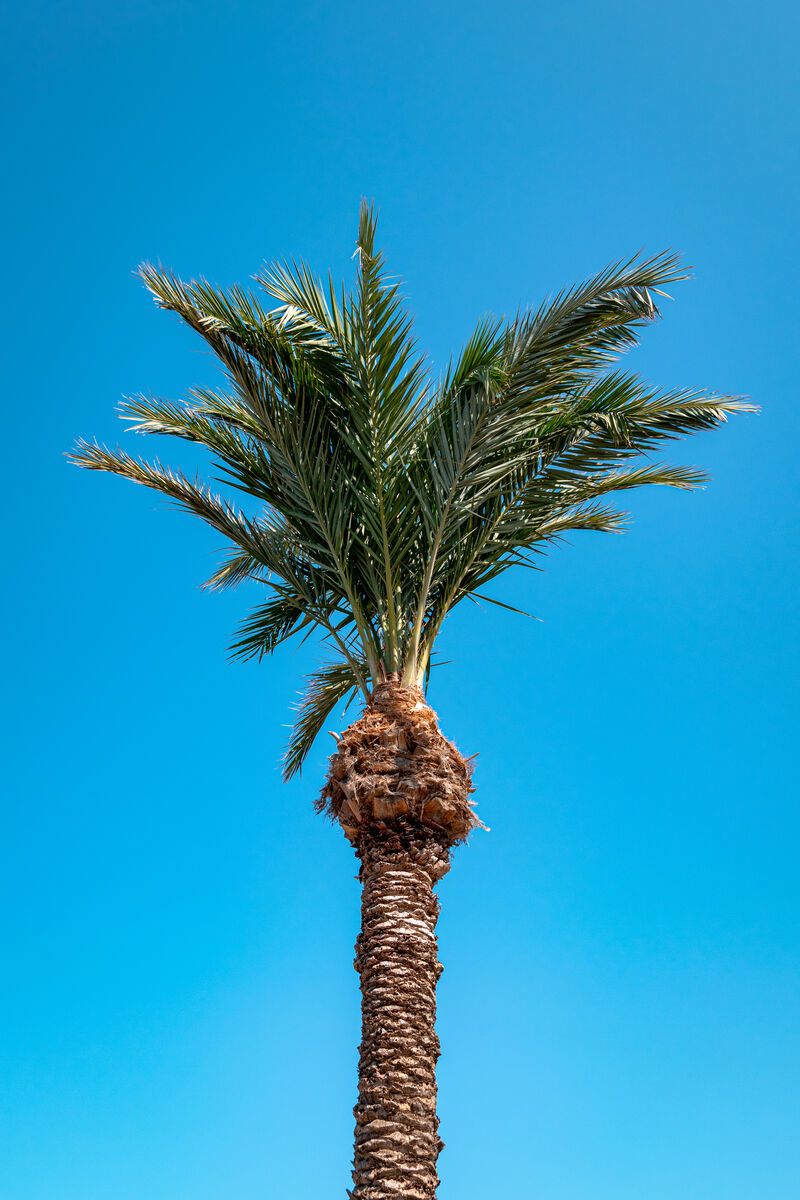 Surreal Palm Tree