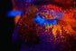 Gene fluorescente