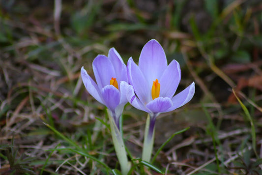 Floare-albastra de primavara