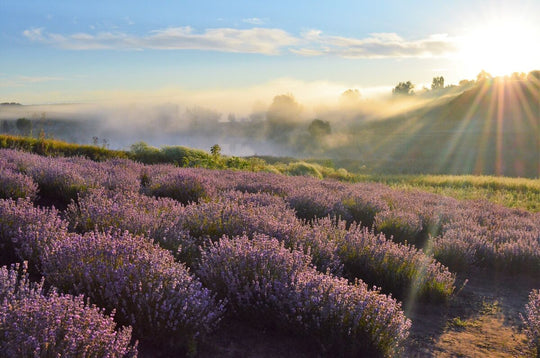 Lavanda 2