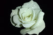  Trandafir cu picaturi de ploaie
