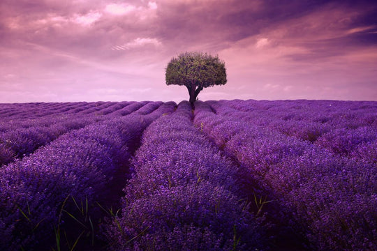 Lavanda 4