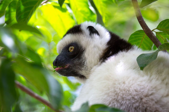 Lemur