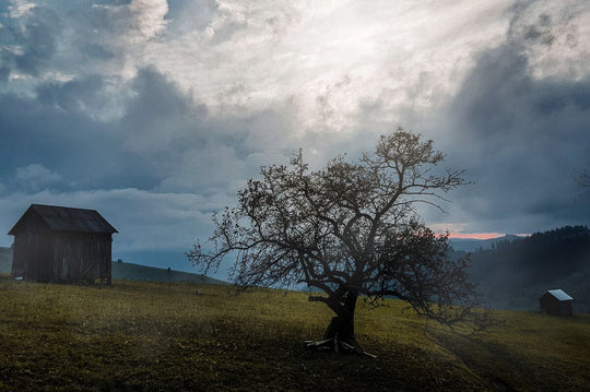 Bucovina