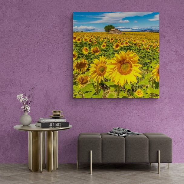 Tablou canvas - Camp de floarea soarelui
