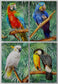 Set 4 Tablouri Canvas - 4 papagali - Cameradevis.ro