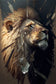 Tablou canvas - Abstract lion - Cameradevis.ro