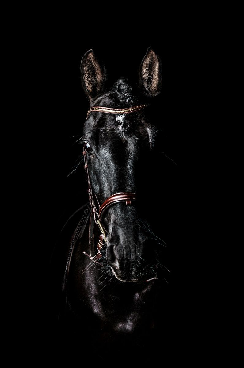 Tablou canvas - Black horse - Cameradevis.ro