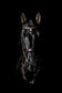 Tablou canvas - Black horse - Cameradevis.ro