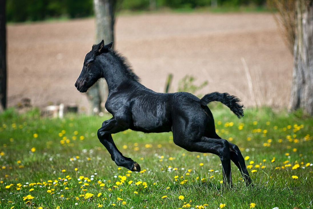 Tablou Canvas - Cal in galop - Cameradevis.ro