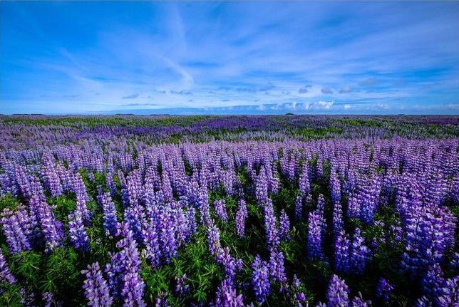 Tablou Canvas - Camp de lavanda - Cameradevis.ro