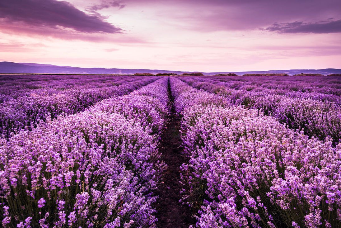 Tablou canvas - Camp de lavanda - Cameradevis.ro