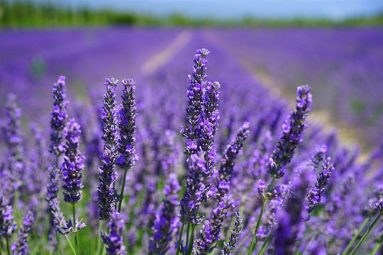 Tablou Canvas - Camp de lavanda - Cameradevis.ro