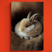 Tablou canvas - Fluffy rabbit - Cameradevis.ro