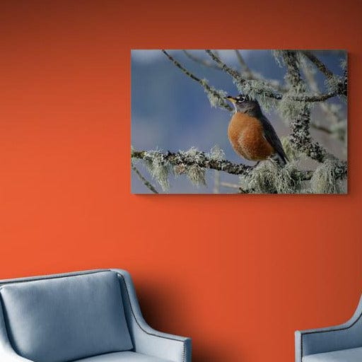 Tablou canvas - Pasarica zgribulita - Cameradevis.ro