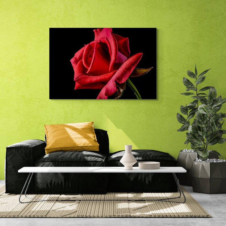 Tablou canvas - Trandafir rosu - Cameradevis.ro